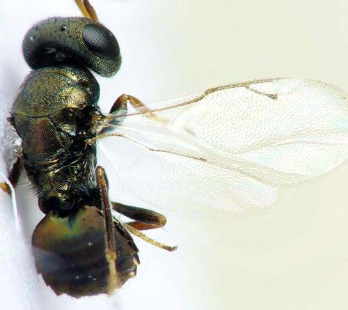 Cyclogastrella clypealis